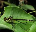 Riverine Clubtail - photo 2