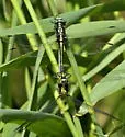 Riverine Clubtail - photo 3