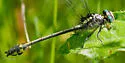 Riverine Clubtail - photo 4