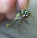Riverine Clubtail - photo 5