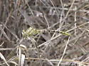 Brimstone Clubtail
