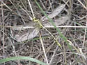 Brimstone Clubtail - photo 2