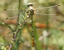 Brimstone Clubtail - photo 3