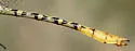 Brimstone Clubtail - photo 4