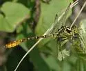Shining Clubtail