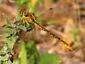 Shining Clubtail - photo 2
