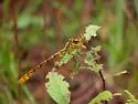 Shining Clubtail - photo 3