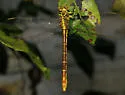 Shining Clubtail - photo 4