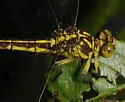 Shining Clubtail - photo 5