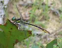 Laura's Clubtail