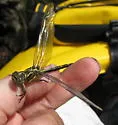 Laura's Clubtail - photo 2