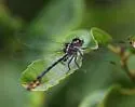 Laura's Clubtail - photo 3