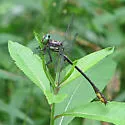 Laura's Clubtail - photo 4