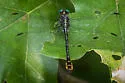 Laura's Clubtail - photo 5