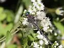 Elusive Clubtail