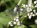 Elusive Clubtail - photo 2