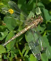 Elusive Clubtail - photo 3
