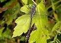 Elusive Clubtail - photo 5