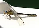 Olive Clubtail