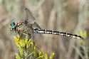 Olive Clubtail - photo 3