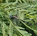 Olive Clubtail - photo 4