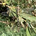 Olive Clubtail - photo 5