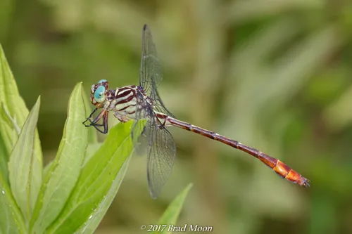 Russet-tipped Clubtail