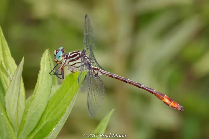 Russet-tipped Clubtail - photo 2