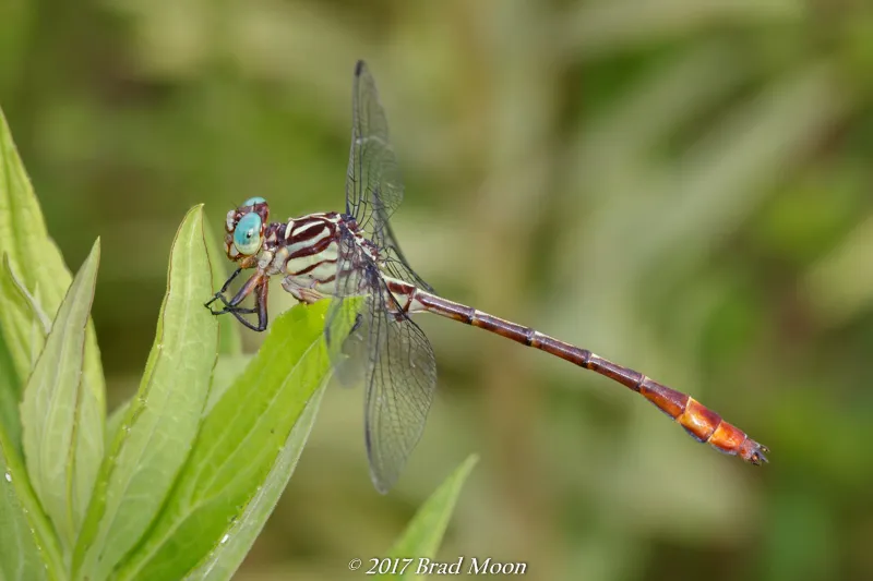 Russet-tipped Clubtail - photo 3