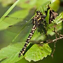 Zebra Clubtail