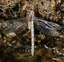 Zebra Clubtail - photo 2