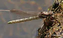 Zebra Clubtail - photo 3