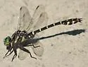 Zebra Clubtail - photo 4