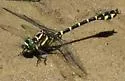 Zebra Clubtail - photo 5