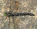 Arrow Clubtail