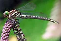 Arrow Clubtail - photo 3
