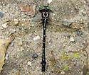 Arrow Clubtail - photo 4