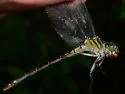 Townes' Clubtail
