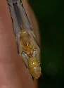 Townes' Clubtail - photo 3