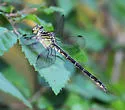 Townes' Clubtail - photo 4