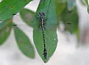 Townes' Clubtail - photo 5