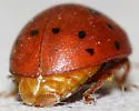 Alfalfa Lady Beetle
