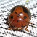 Alfalfa Lady Beetle - photo 2