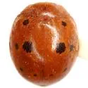 Alfalfa Lady Beetle - photo 3