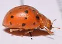 Alfalfa Lady Beetle - photo 4