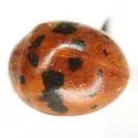 Alfalfa Lady Beetle - photo 5