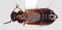 Subhaida ingrata