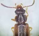 Subhaida ingrata - photo 4