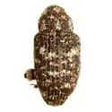 Sudus floridanus - Sudus floridanus