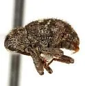 Sudus floridanus - photo 2